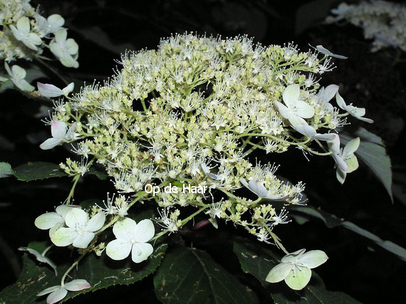 Hydrangea heteromalla