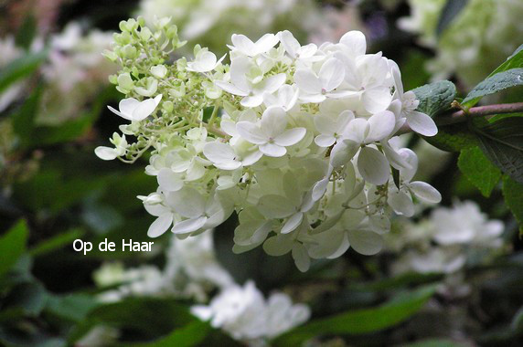 Hydrangea arborescens 'Grandiflora'