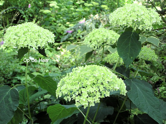 Hydrangea arborescens 'Annabelle'