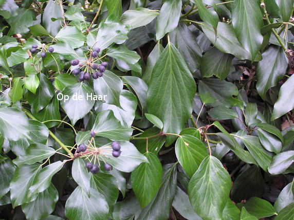 Hedera helix Arborescent Group