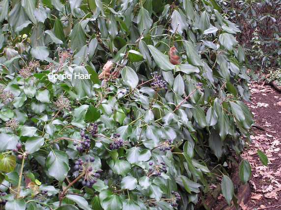 Hedera helix Arborescent Group