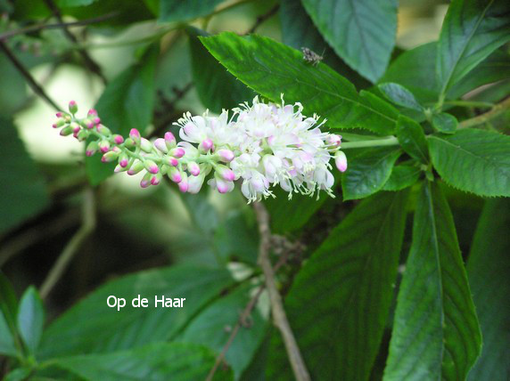 Clethra alnifolia 'Pink Spire'