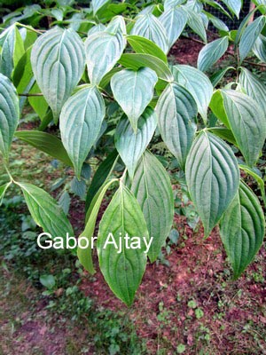 Cornus 'Rutgan' (STELLAR PINK)