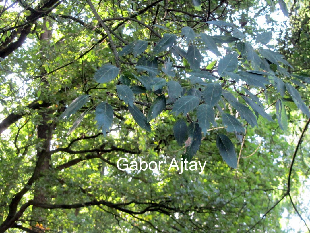 Fraxinus angustifolia 'Monophylla'