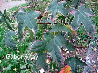 Liquidambar styraciflua 'Silver King'