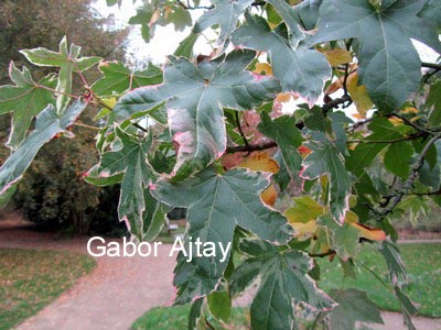 Liquidambar styraciflua 'Silver King'