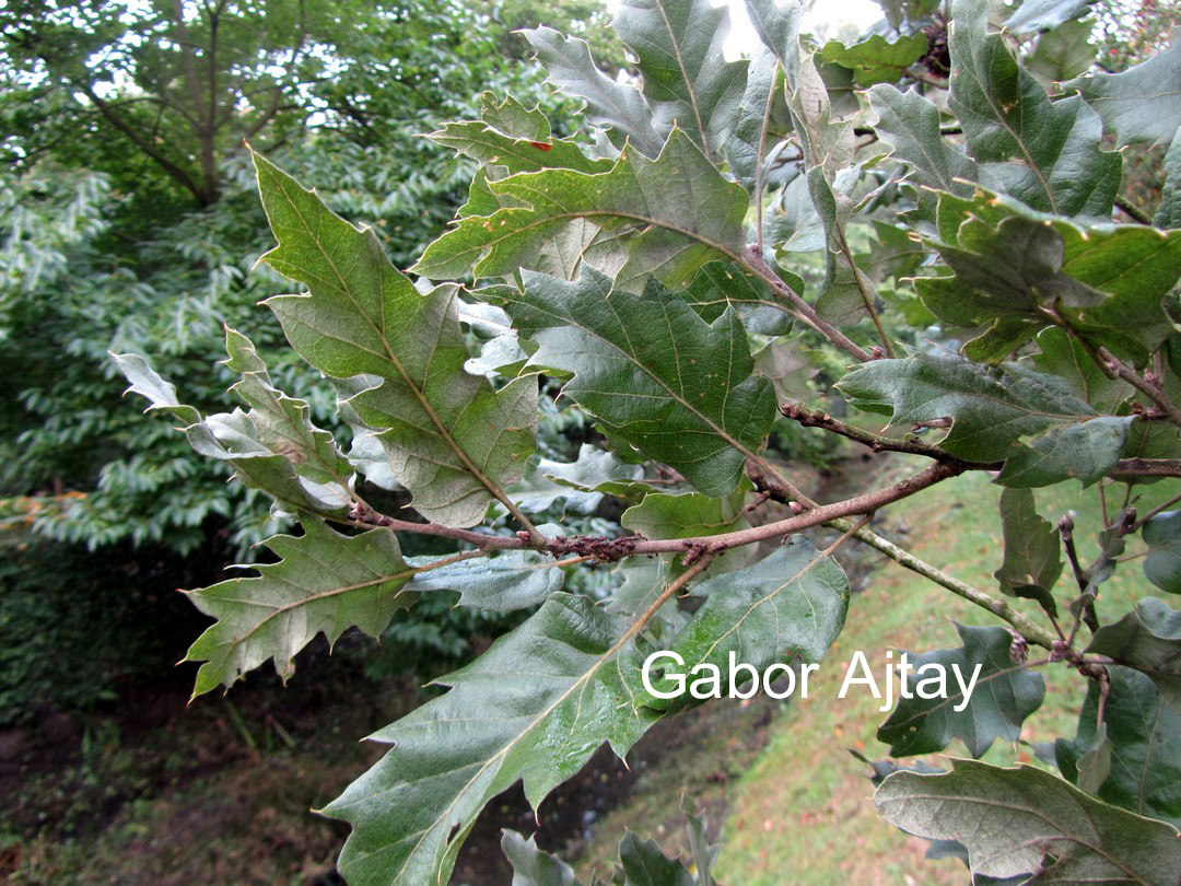 Quercus ithaburensis 'Hemelrijk Silver'
