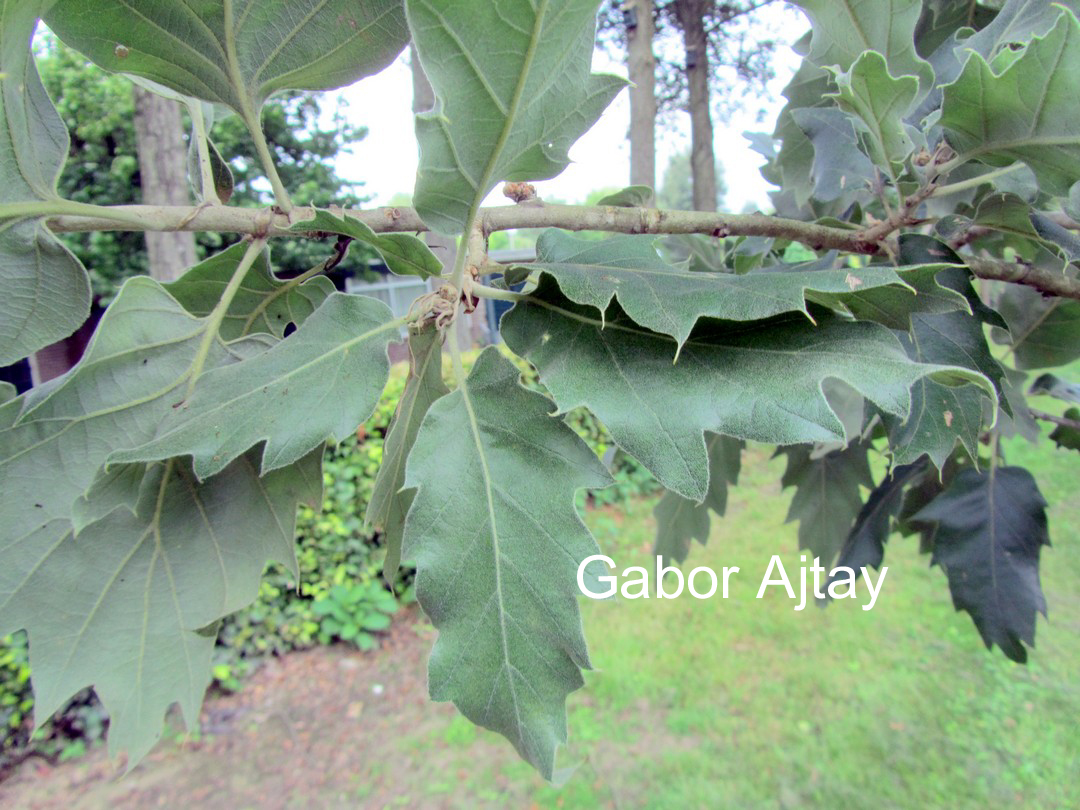 Quercus ithaburensis 'Hemelrijk Silver'