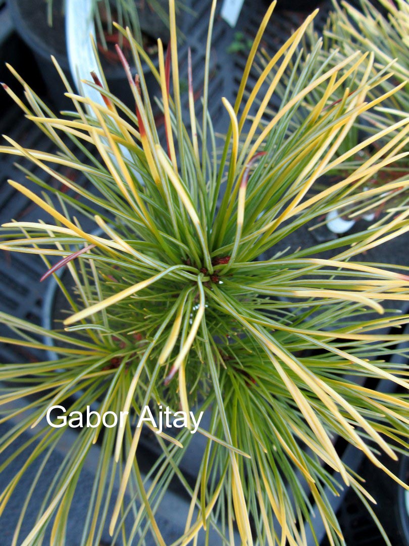 Pinus parviflora 'Goldilocks'