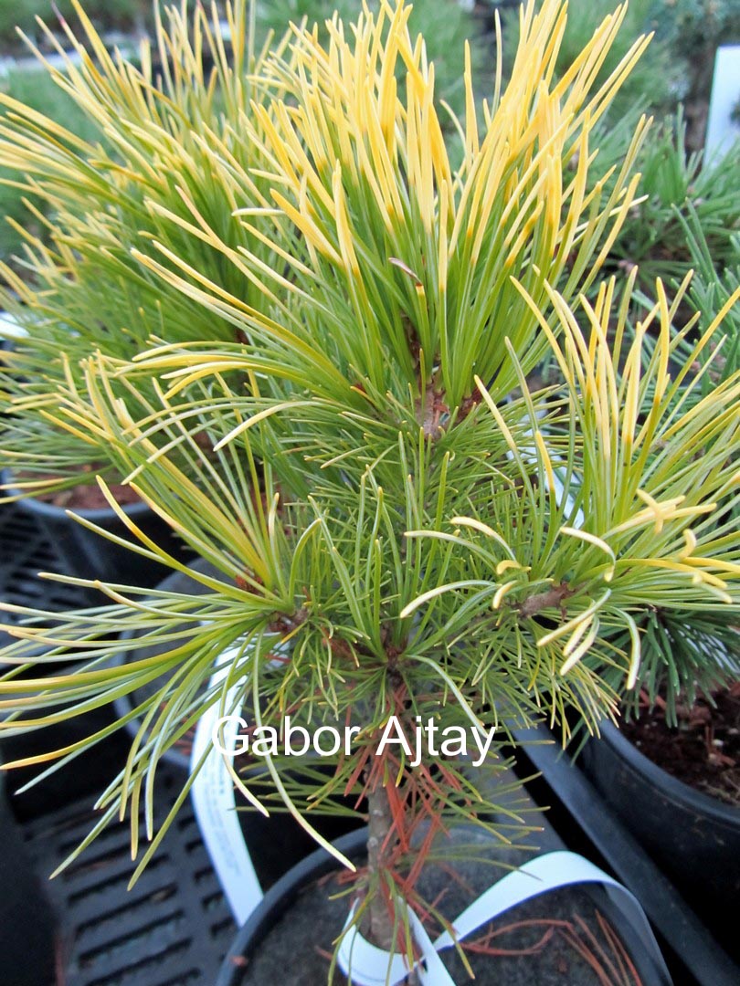 Pinus parviflora 'Goldilocks'