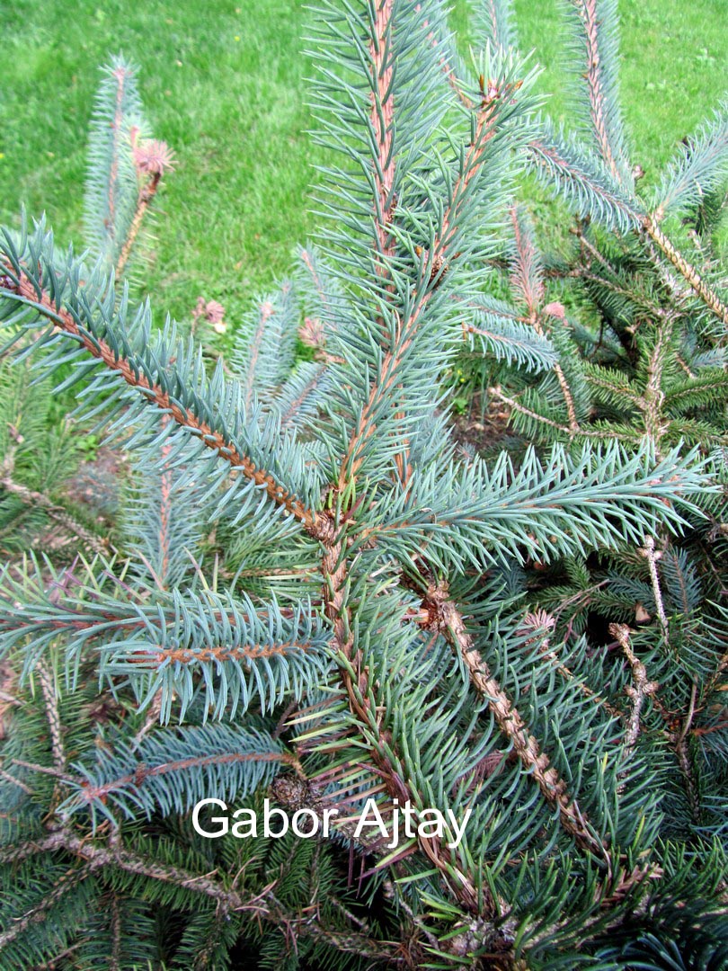 Picea asperata retroflexa