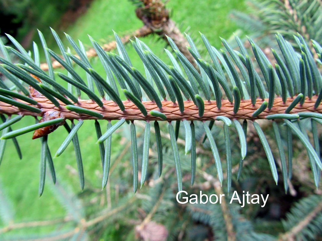 Picea asperata retroflexa