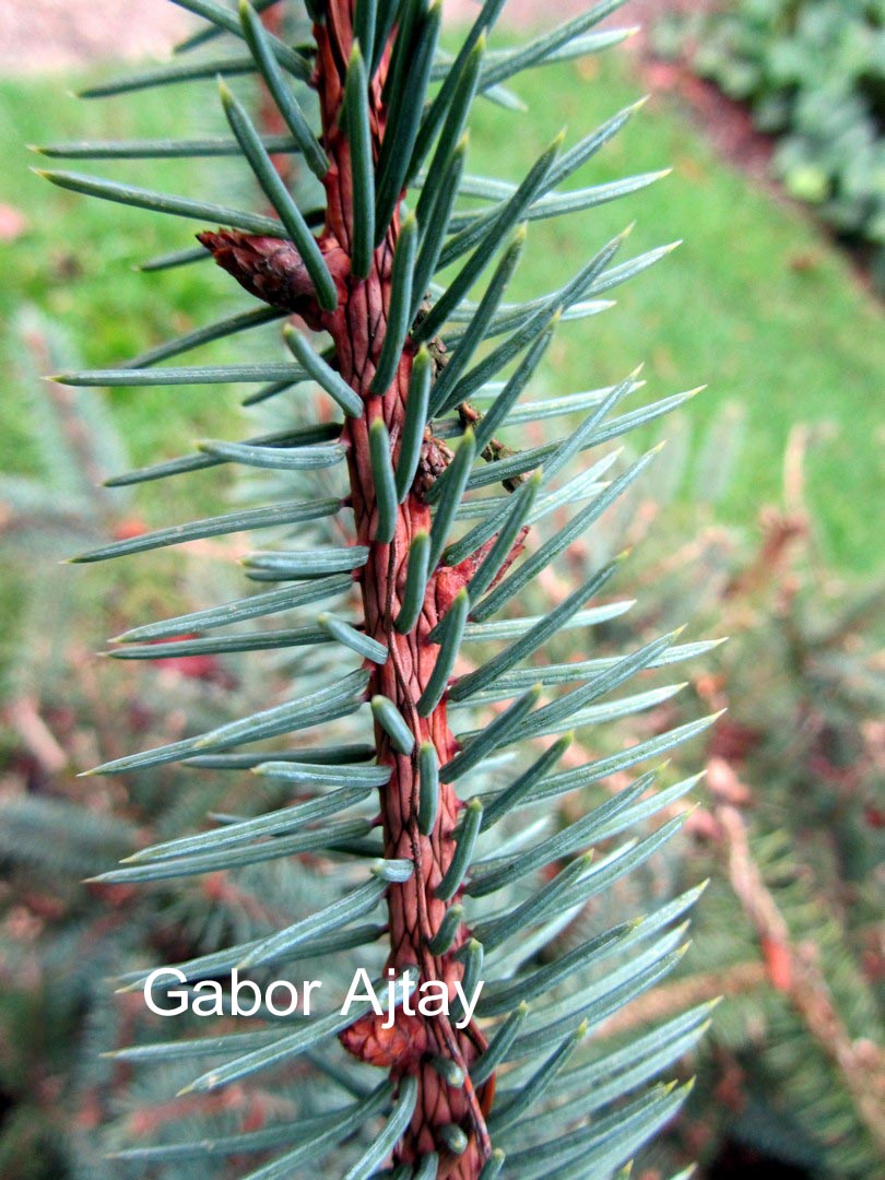 Picea asperata retroflexa