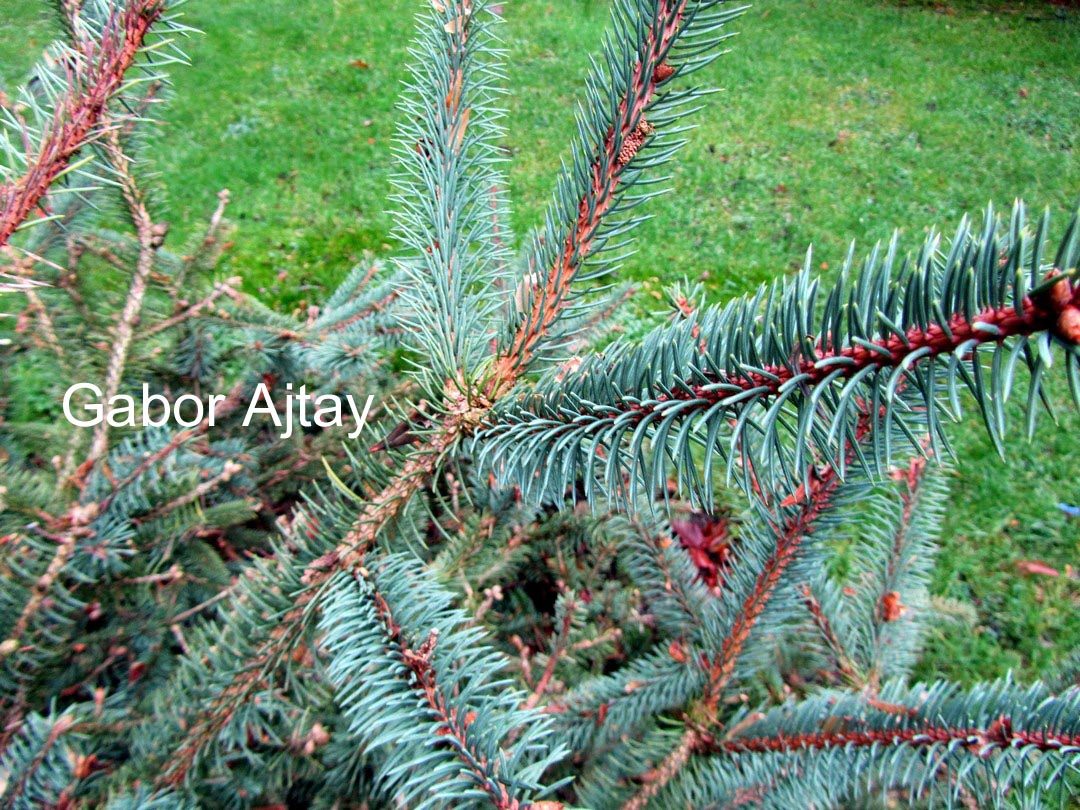 Picea asperata retroflexa