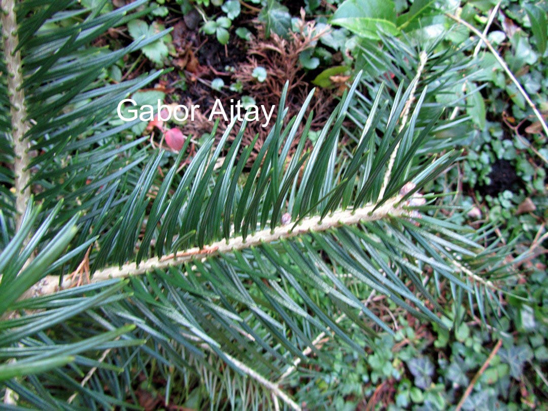 Picea crassifolia