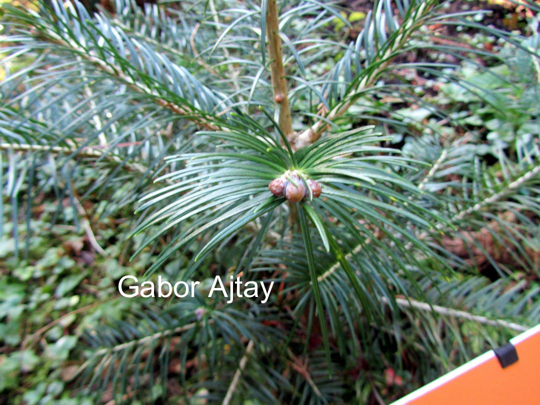 Picea crassifolia