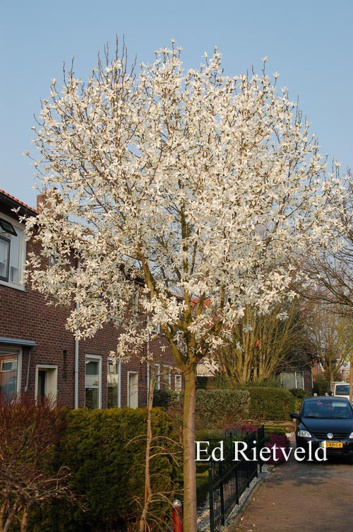 Magnolia kobus 'Esveld Select'