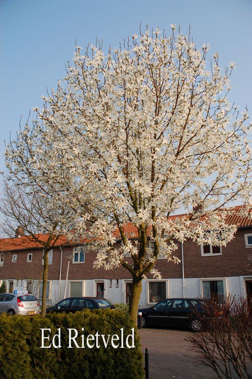 Magnolia kobus 'Esveld Select'