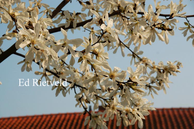 Magnolia kobus 'Esveld Select'