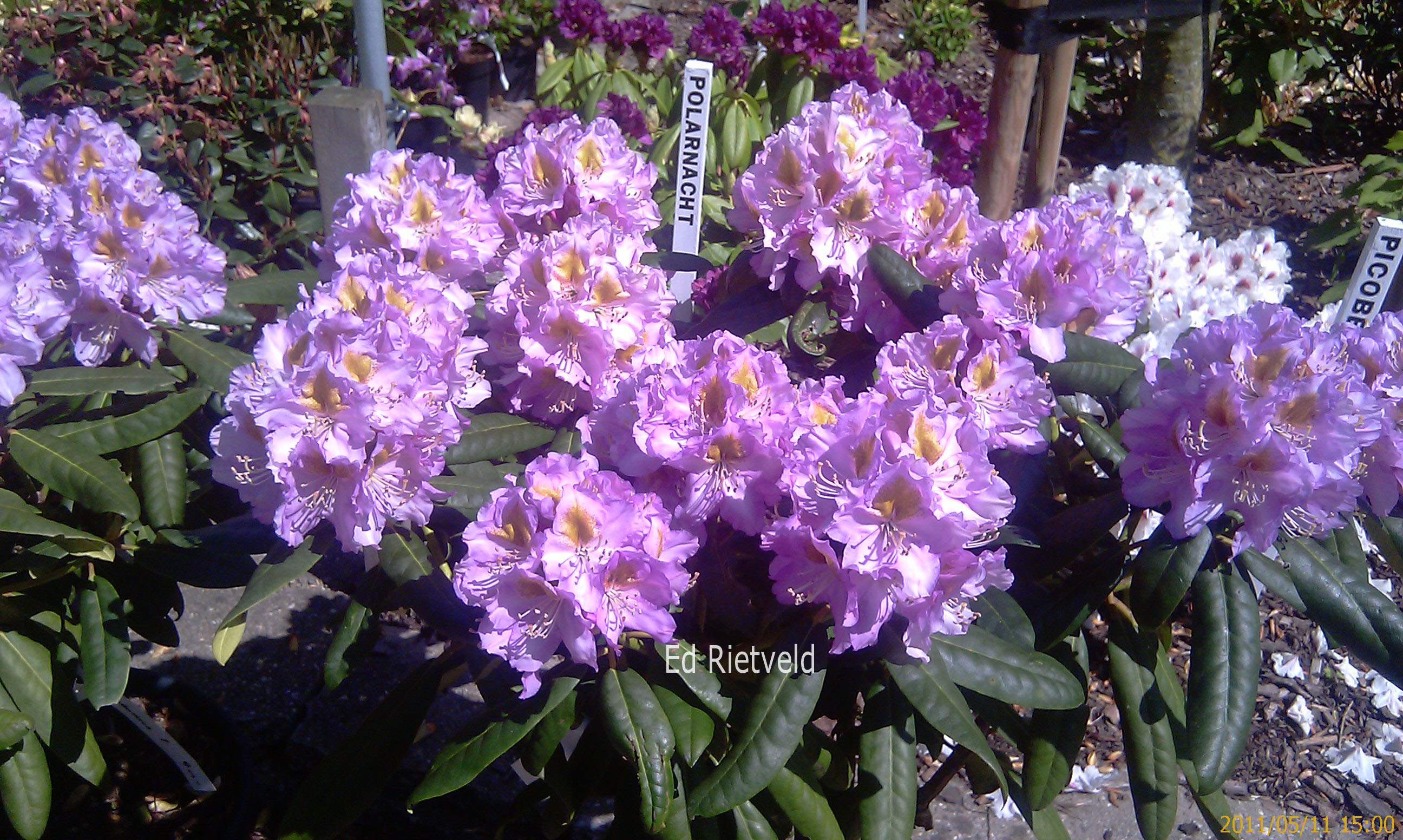 Rhododendron 'Ricarda'