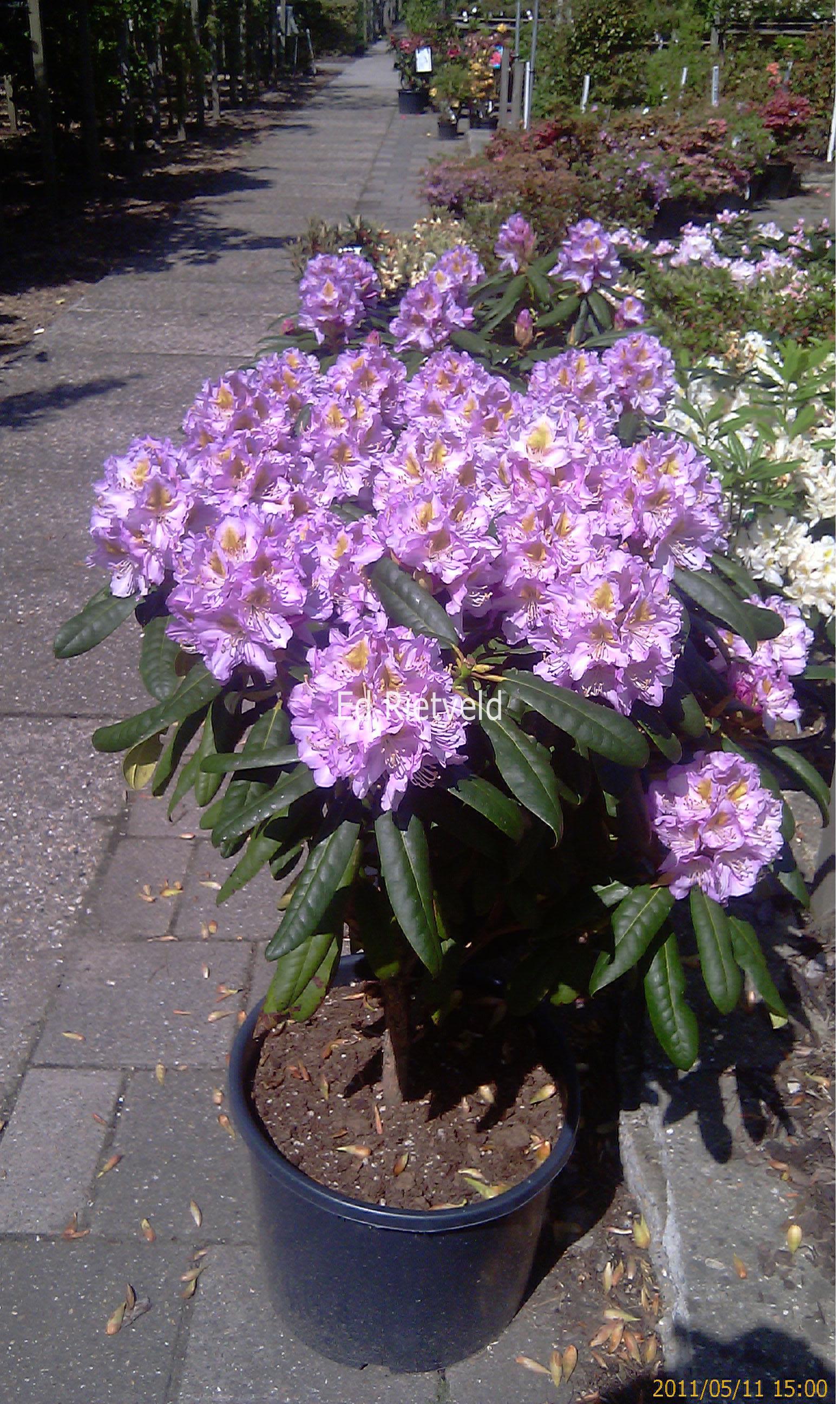 Rhododendron 'Ricarda'