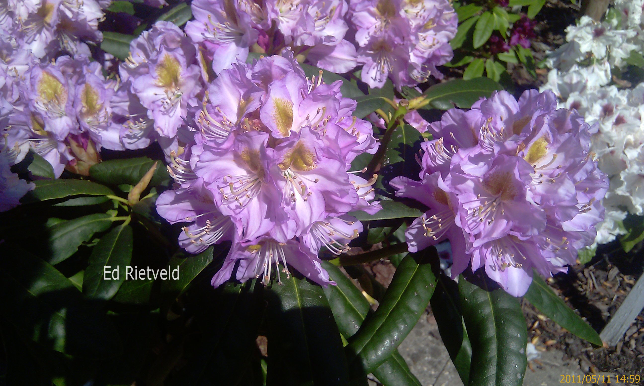 Rhododendron 'Ricarda'