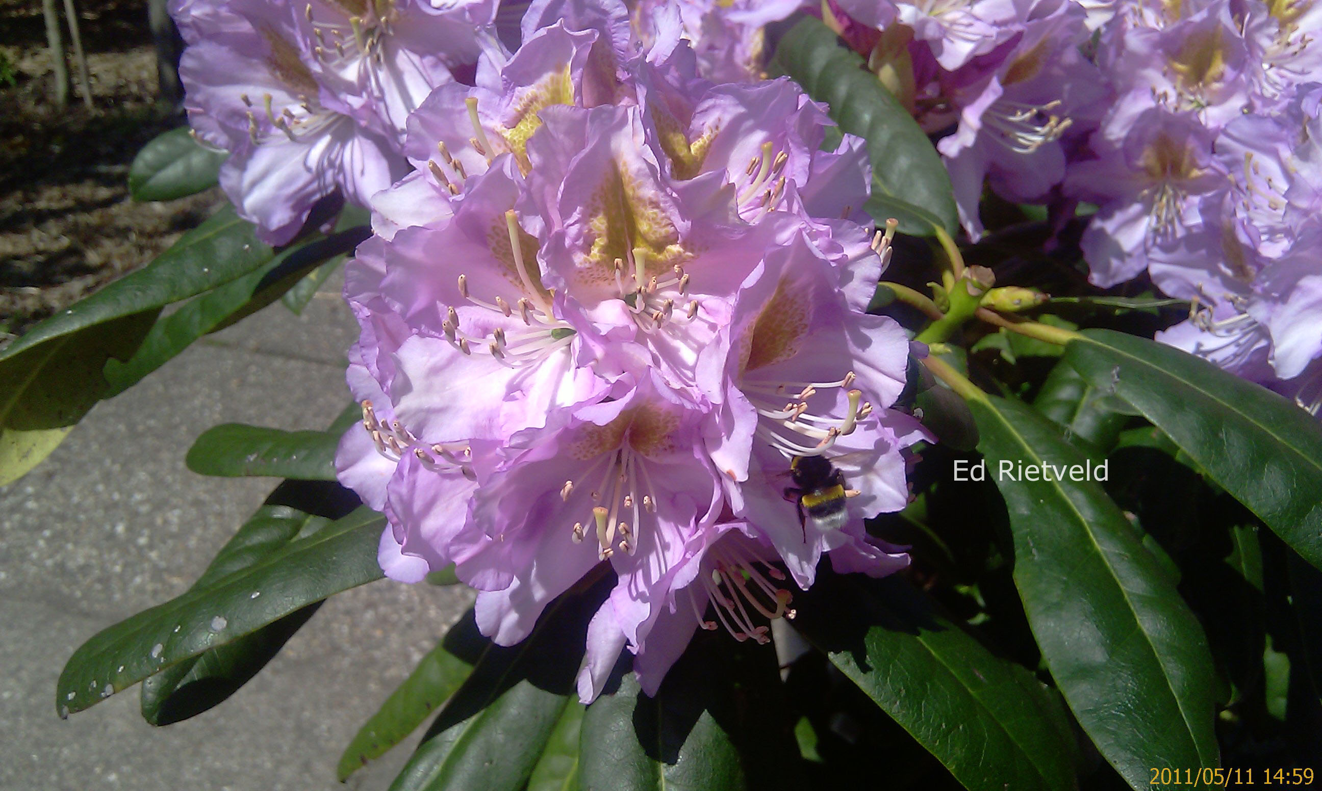 Rhododendron 'Ricarda'