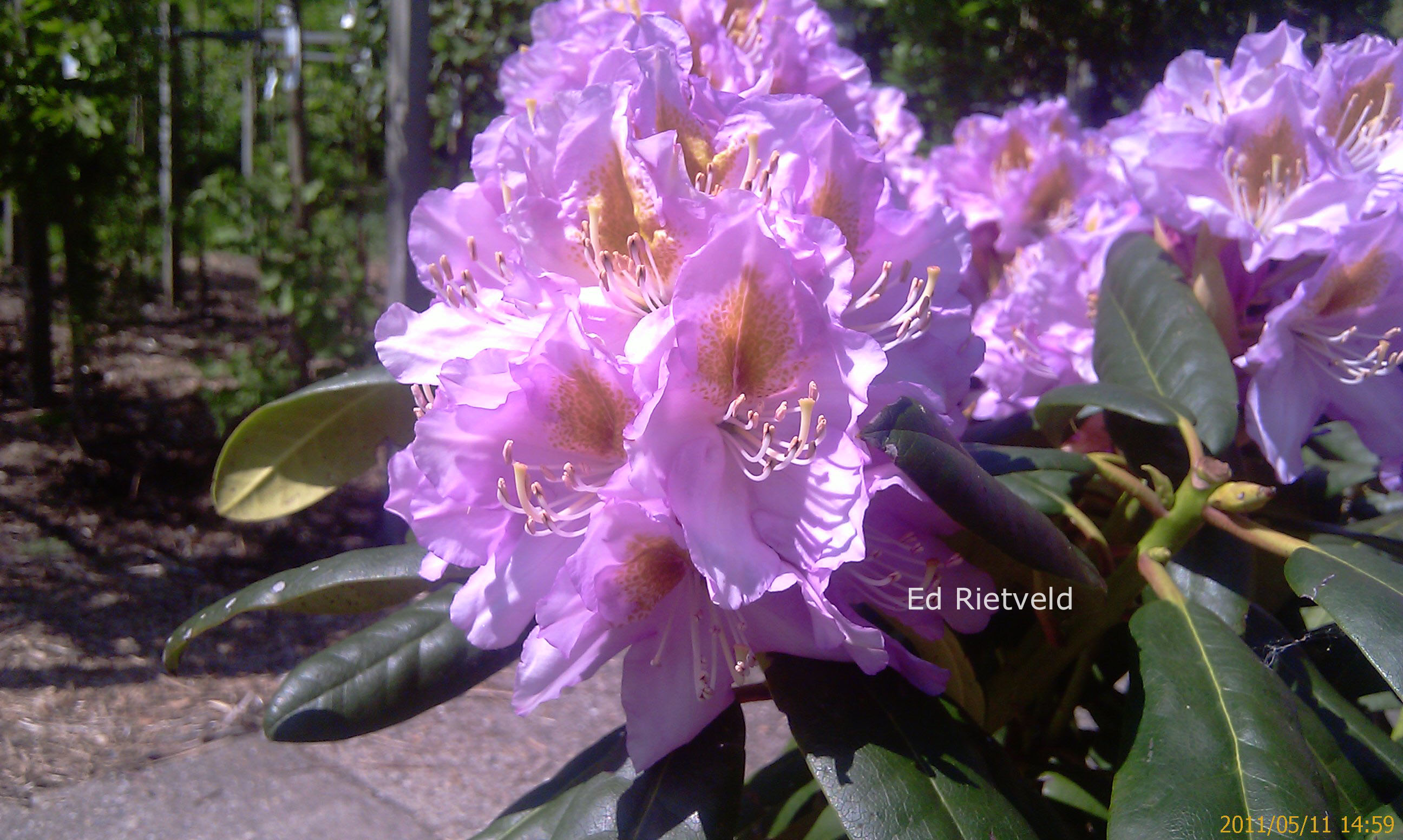 Rhododendron 'Ricarda'