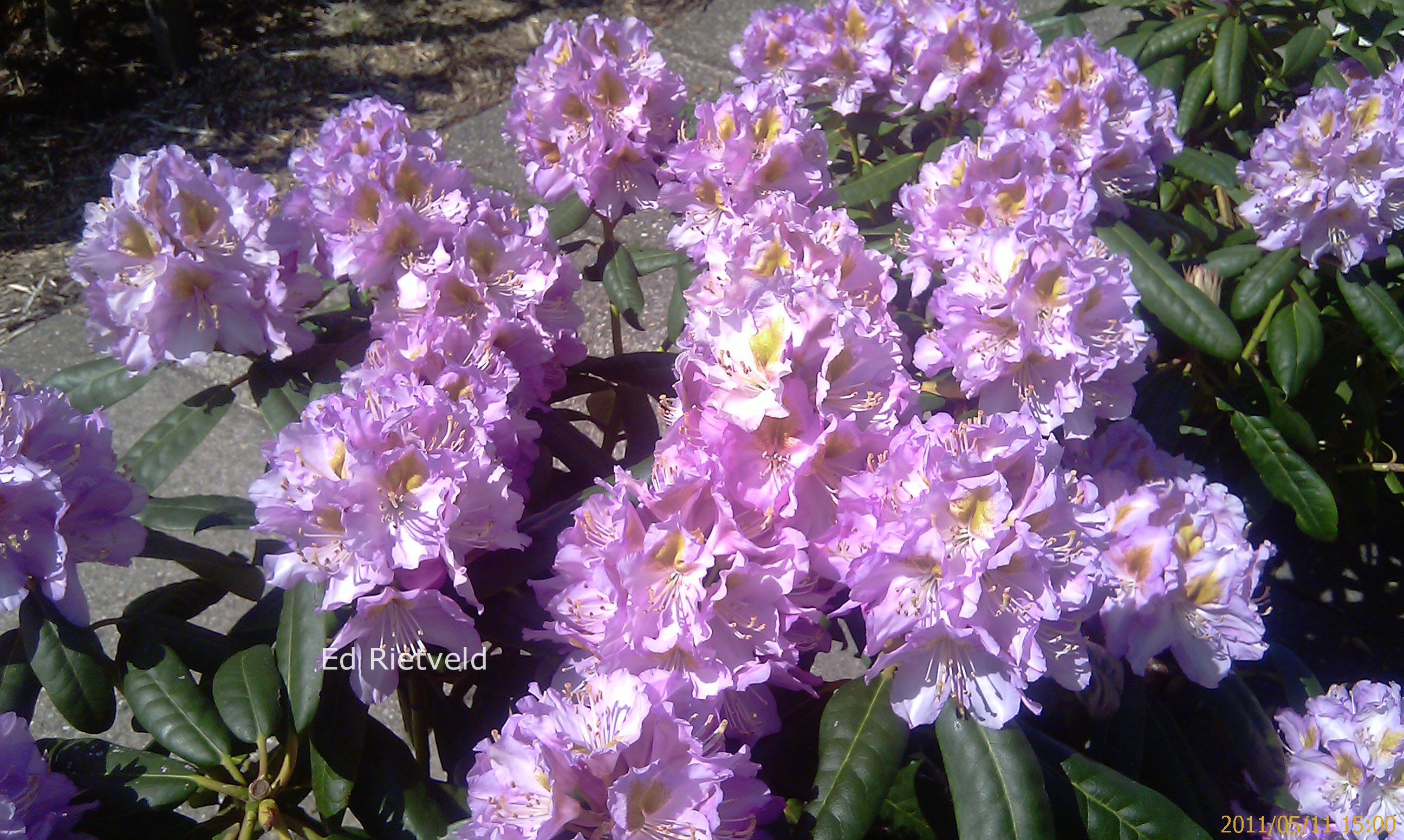 Rhododendron 'Ricarda'