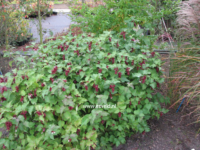 Leycesteria formosa