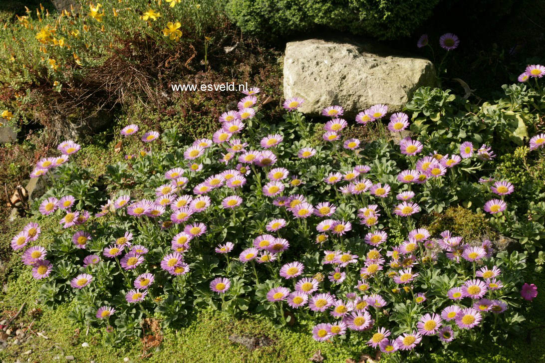 Erigeron 'Rosa Juwel'