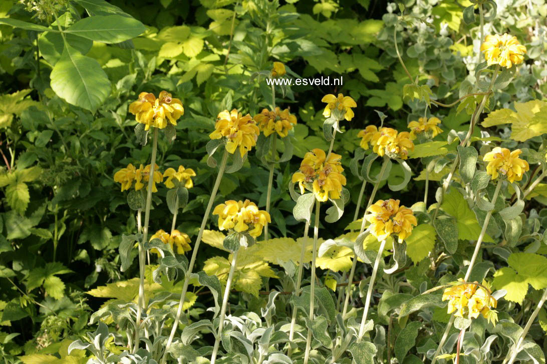 Phlomis fruticosa