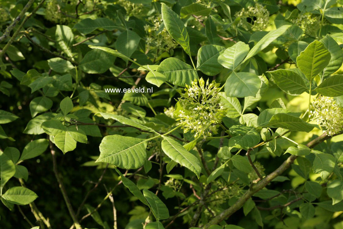 Ptelea trifoliata