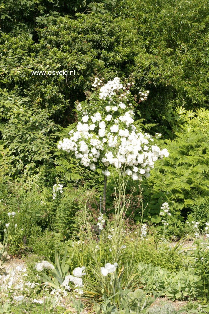 Rosa 'Lenalbi' (GUIRLANDE D'AMOUR)