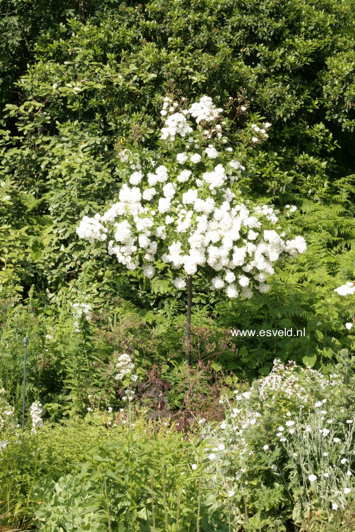 Rosa 'Lenalbi' (GUIRLANDE D'AMOUR)