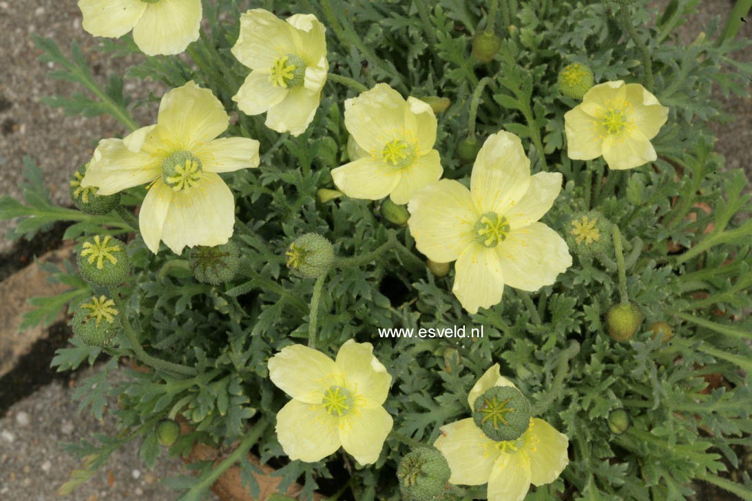 Papaver nudicaule