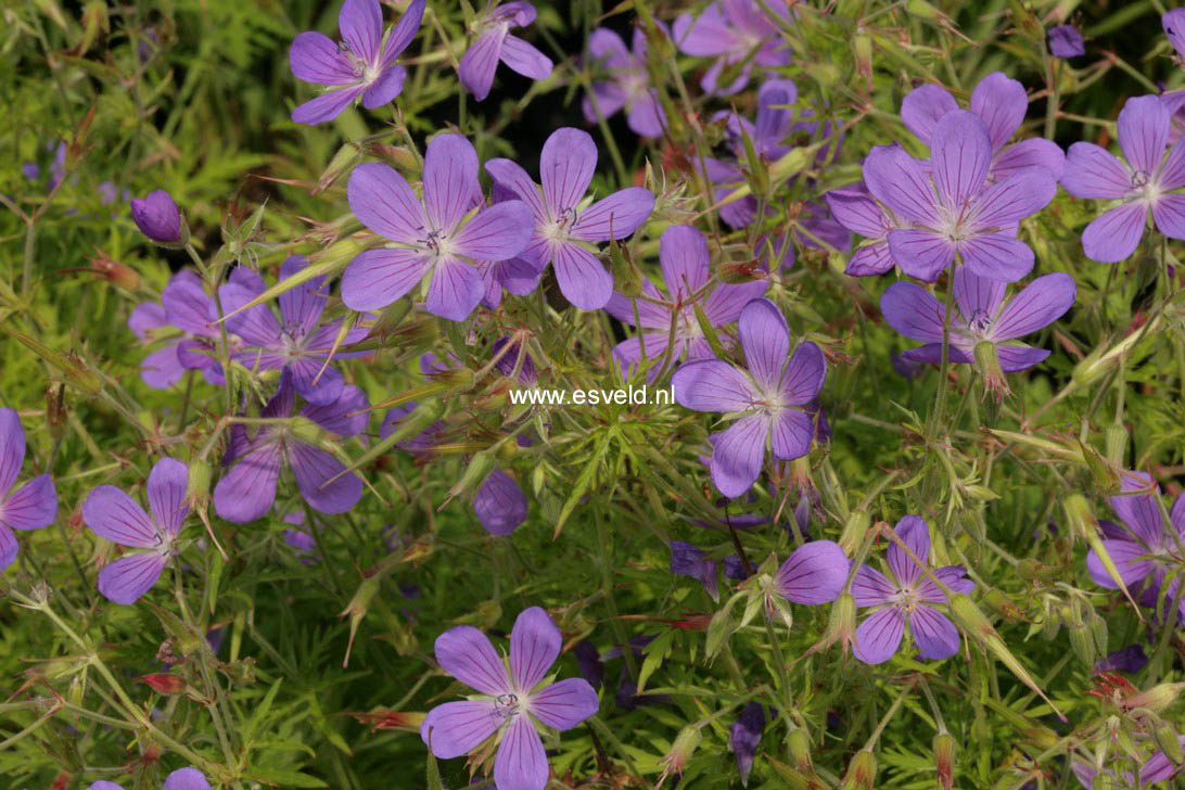 Geranium 'Nimbus'