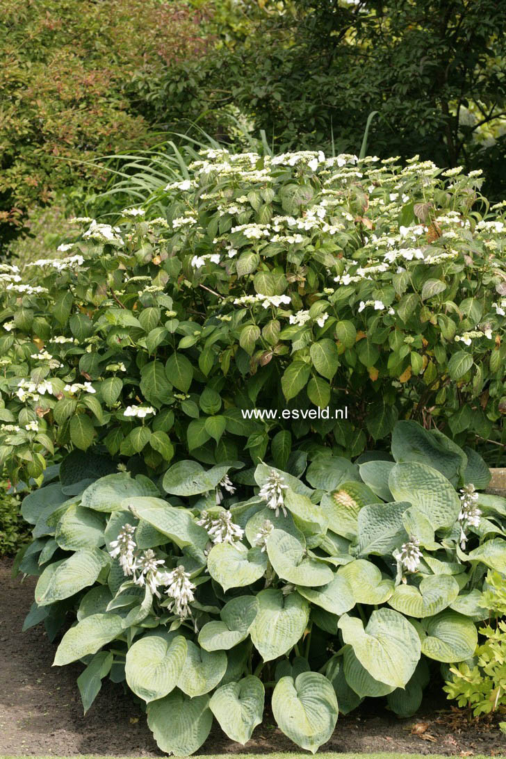 Hydrangea macrophylla 'Mariesii Grandiflora'