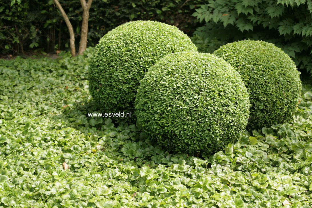 Buxus sempervirens