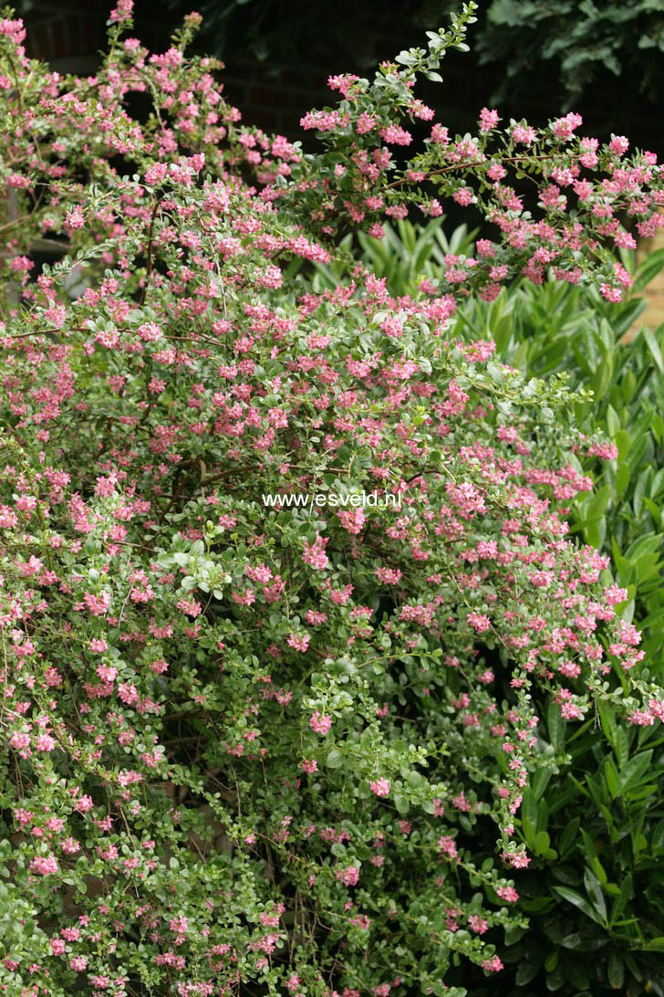 Escallonia 'Donard Seedling'