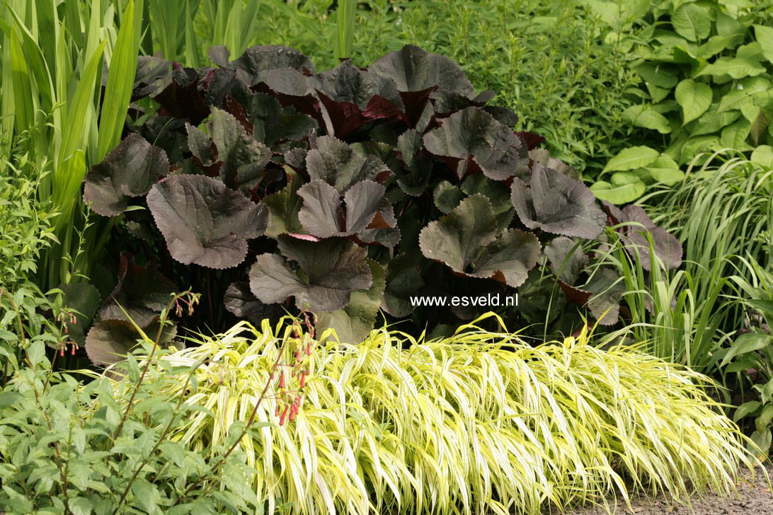 Ligularia dentata 'Othello'