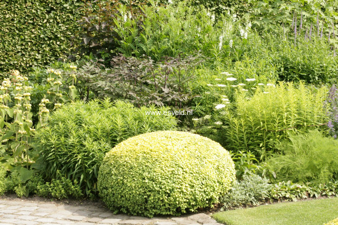 Buxus sempervirens 'Latifolia Maculata'