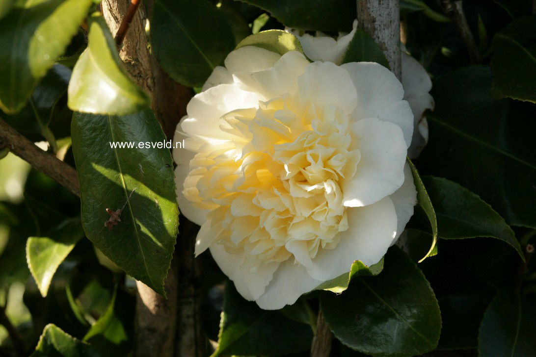 Camellia japonica 'Brushfield's Yellow'