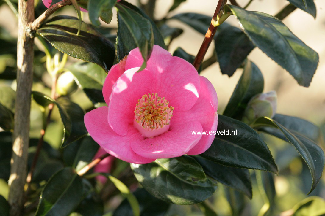 Camellia japonica 'Rosemary Williams'