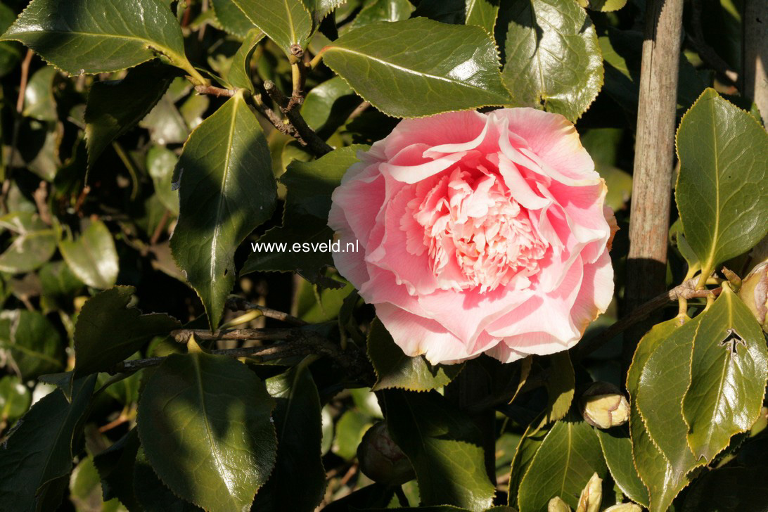 Camellia japonica 'Elegans Splendor'