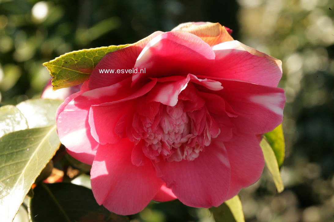 Camellia japonica 'Elegans'