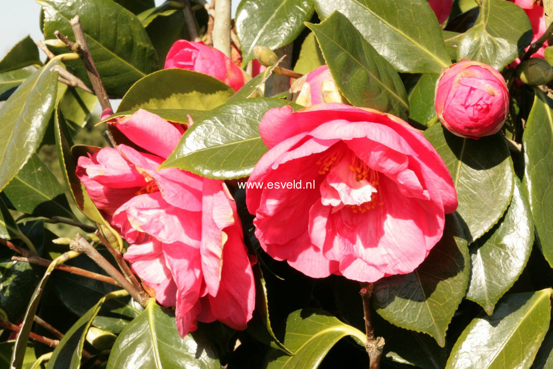 Camellia japonica 'Drama Girl'