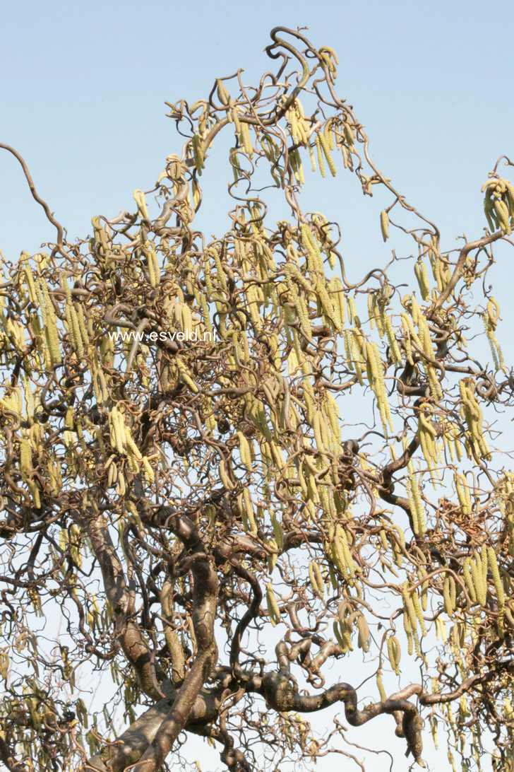 Corylus avellana 'Contorta'