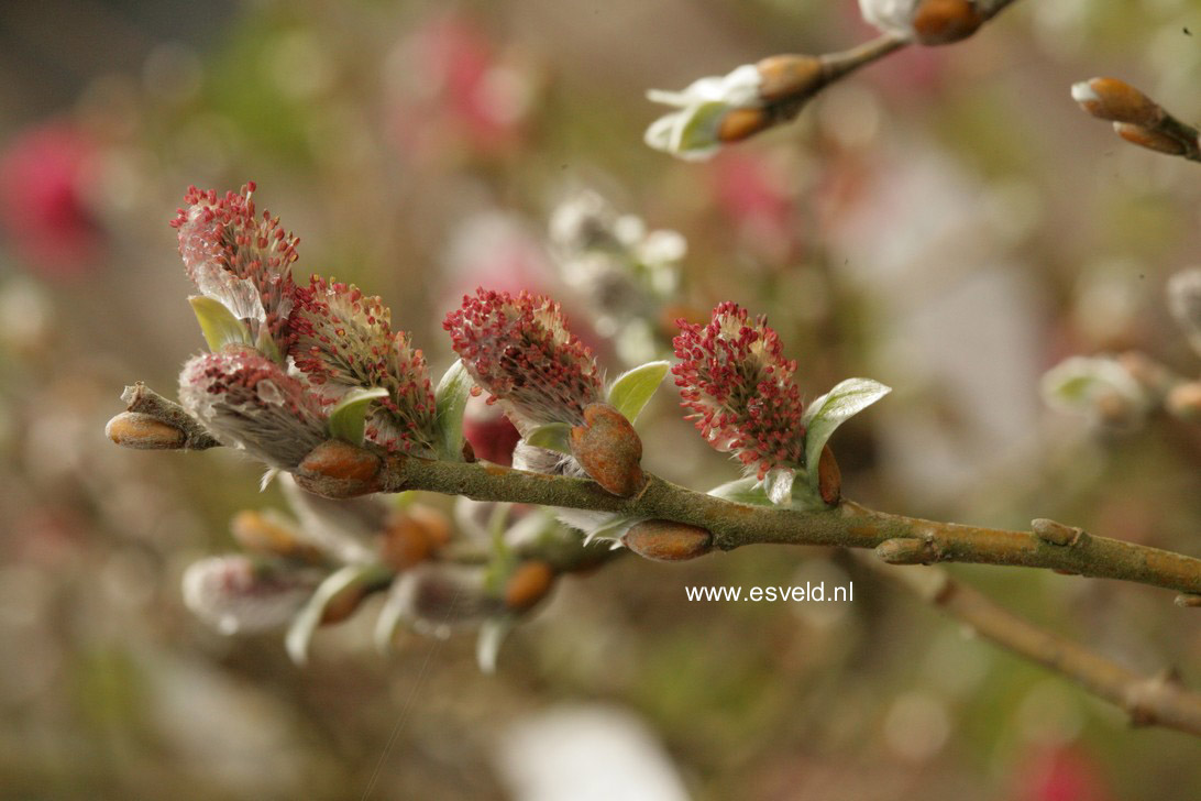 Salix helvetica