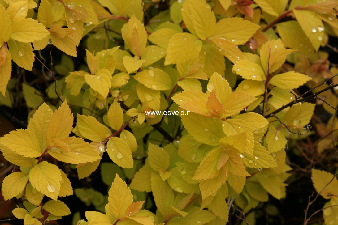 Spiraea japonica 'Firelight'